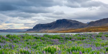 İzlanda kırsalındaki Lupin arazilerinin panoramik görüntüsü dağlar ve bulut örtüsüyle.