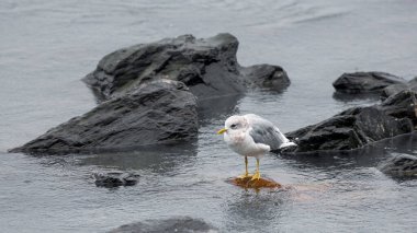Halka gagalı martı Alaska 'da balık avlıyor.