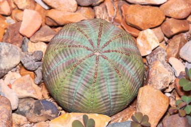 Euphorbiaceae Euphorbia obesa Succulent saksı bitkileri, yakın görüş