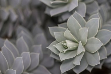 Tropikal sulu bitkinin yakın görüntüsü, seçici odaklanma