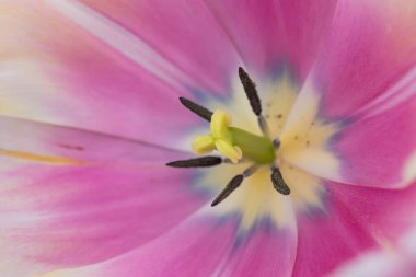 Arkaplan kullanımı için pembe lale çiçeğinin aşırı yakın plan çekimi