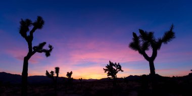 Güney Batı Kaliforniya 'daki Joshua Tree Ulusal Parkı' ndaki Uzun Joshua ağaçları alacakaranlık saatlerinde çekildi