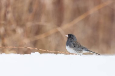 Kışın kardaki kara gözlü Junco kuşunun yakın görüntüsü.