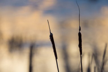 Akşam ışığı altında buz gölüne karşı kanat kuyruğu bitkisinin görüntüsünü kapatın.