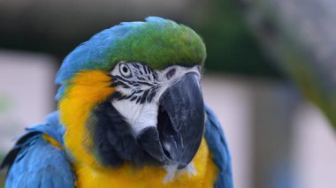 Yüzeyin derinliği az olan renkli Makaw kuşunun yakın çekim görüntüsü