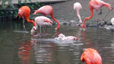 Göletteki Flamingo kuşlarını yakından izle, Orlando.