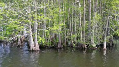 Bahar zamanı selvi ağaçlarıyla dolu Orlando manzaralı sulak alanlar.