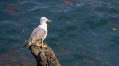 Göldeki Fulmer kuşunun yakın görüntüsü. Göldeki kayanın üzerindeki Fulmer kuşunun yakın görüntüsü