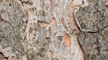 Arkaplan kullanımı için huş ağacı gövdesi detaylarının görünümünü kapat.