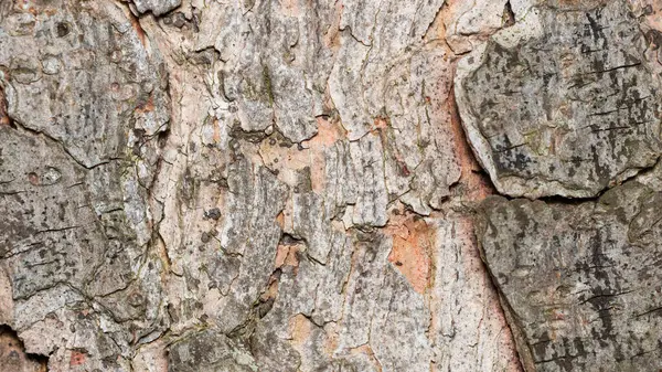 Arkaplan kullanımı için huş ağacı gövdesi detaylarının görünümünü kapat.