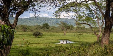 Tanzanya 'daki Arusha Ulusal Parkı panoramik manzarası.