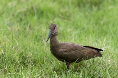 Arusha Ulusal Parkı, Tanzanya 'daki yemyeşil çayırdaki Hamerkop kuşu..