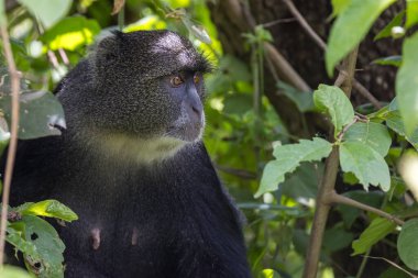 Arusha Ulusal Parkı, Tanzanya 'daki ağaç dalının tepesindeki şirin mavi maymun..
