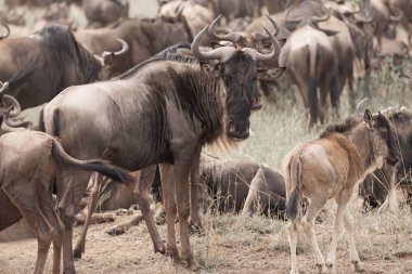 Serengeti Ulusal Parkı 'nda antilop sürüsü, sepia tonunda Tanzanya.