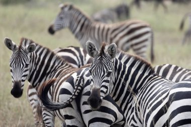 Serengeti Ulusal Parkı, Tanzanya 'daki Zebra Sürüsü' nün yakın görüntüsü.