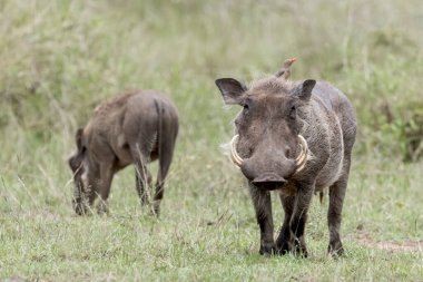 Serengeti Ulusal Parkı, Tanzanya 'daki Yaban domuzlarının yakın görüntüsü.