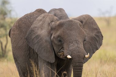 Yağmur mevsiminde Tanzanya, Serengeti Ulusal Parkı 'nın ortasında bir fil..