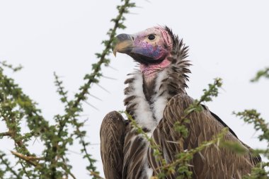 Serengeti Ulusal Parkı 'ndaki ağaçtaki Kucak Suratlı Akbaba' nın yakın görüntüsü..