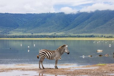 Tanzanya 'daki Ngorongoro kraterinde Magadhi Gölü kıyısında tek bir zebra.