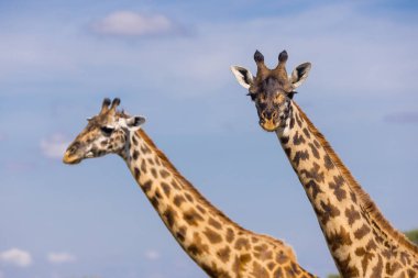 Serengeti Milli Parkı, Tanzani 'de mavi gökyüzüne karşı iki zürafanın portresi.
