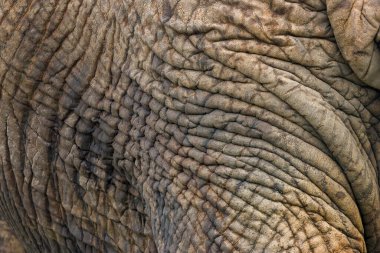 Afrika fil derisi dokusu ve kırışıklıklarının yakın görüntüsü.