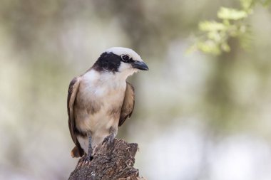 Tanzanya 'da bulunan beyaz kaşlı serçe dokumacının yakın görüntüsü.