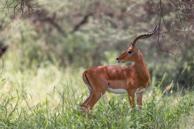 Tarangire Ulusal Parkı 'ndaki erkek İmpala antilobunun yakın plan portresi..