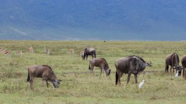 Tanzanya 'daki Ngorongoro kraterinde birçok antilop otluyor..