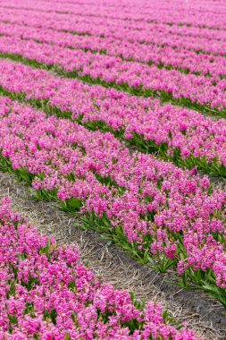 Hollanda 'da bahar zamanı pembe Hyacinth çiçeklerinin manzarası
