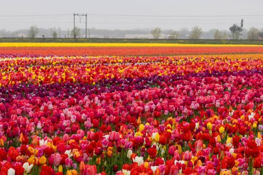 Hollanda, Lisse 'deki Lale çiftliğinde bahar zamanı çeşitli lale çiçekleri