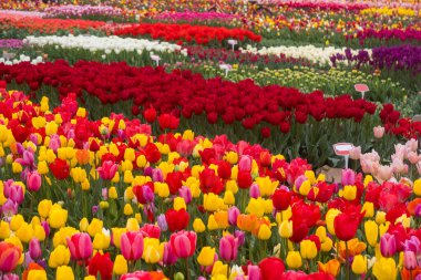 Hollanda, Lisse 'deki Lale çiftliğinde bahar zamanı çeşitli lale çiçekleri