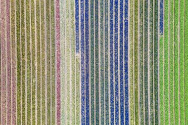 Hollanda 'daki parlak renkli lalelerin ve diğer çiçek tarlalarının hava manzarası