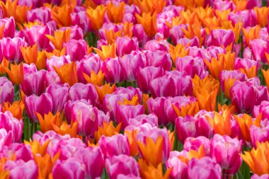 Hollanda 'daki bahçede pembe ve turuncu renkli lale çiçeklerinin yakın görüntüsü.