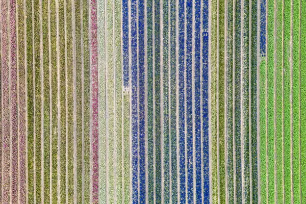 Hollanda 'daki parlak renkli lalelerin ve diğer çiçek tarlalarının hava manzarası