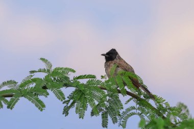 Hindistan 'ın ağaç dalındaki kırmızı delikli Bulbul kuşunun yakın görüntüsü