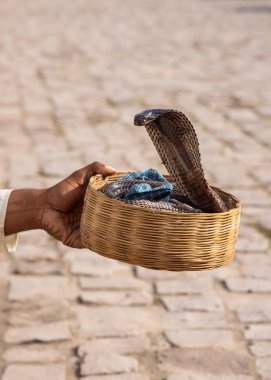 Zehirli Kral Kobra 'yı sepette tutan yılan oynatıcısını yakından izleyin.