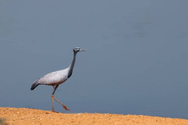 Tek bir Demoiselle turna kuşu kış boyunca Hindistan, Rajasthan 'a göç eder. Khichan, Rajasthan 'da