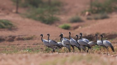 Turna kuşları kışın Hindistan, Moğolistan 'dan Rajasthan' a göç ederler. Khichan, Rajasthan 'da