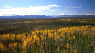Alaska 'daki Denali Ulusal Parkı' ndaki renkli ağaçların ve kozalaklı ağaçların hava manzarası