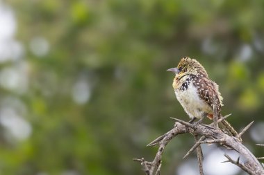 D 'Arnaud' un Barbet 'lerinden biri Tanzanya' da bulunan bir dala tünemişti..