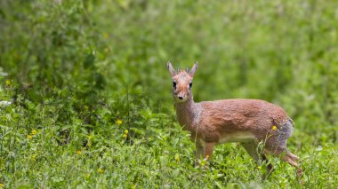Serengeti Ulusal Parkı 'ndaki yemyeşil çalılıklarda ve çimlerde yaşayan Kirk dik-dik. Tanzanya