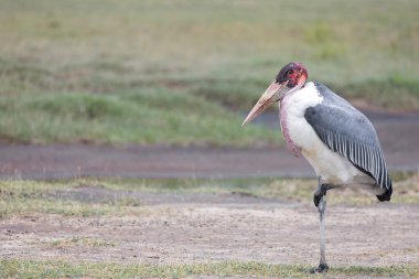 Afrika Kuş Leyleği Marabutu, Ngorongoro Koruma Alanı, Tanzanya, Yakın Manzara.
