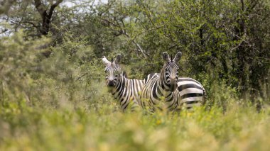 Serengeti Ulusal Parkı, Tanzanya 'daki Zebra Sürüsü' nün yakın görüntüsü