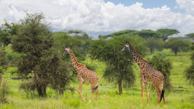 Tanzanya 'daki Serengeti Ulusal Parkı' ndaki ağaçlardan yemek yiyen iki zürafa..