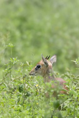 Serengeti Ulusal Parkı 'ndaki yemyeşil çalılıklarda ve çimlerde yaşayan Kirk dik-dik. Tanzanya