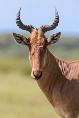Tanzanya 'daki Ndutuin Gölü Ngorongoro koruma alanındaki Harteopest portresi