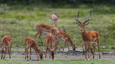 Tanzanya 'nın Ngorongoro koruma alanında Impalas sürüsü.