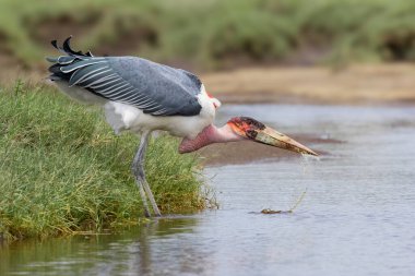 Afrika Kuş Leyleği Marabutu Ngorongoro Koruma Alanında içme suyu, Tanzanya,