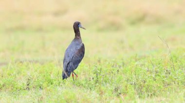 Abdim 'in leylekleri Tanzanya' daki Ngorongoro kraterini görüyor..