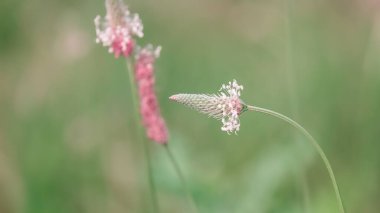 Ribwort 'un yakın plan görüntüsü Bahçedeki çiçek yakın plan